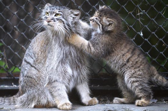 Pallas' cat kitten at Novosibirsk Zoo