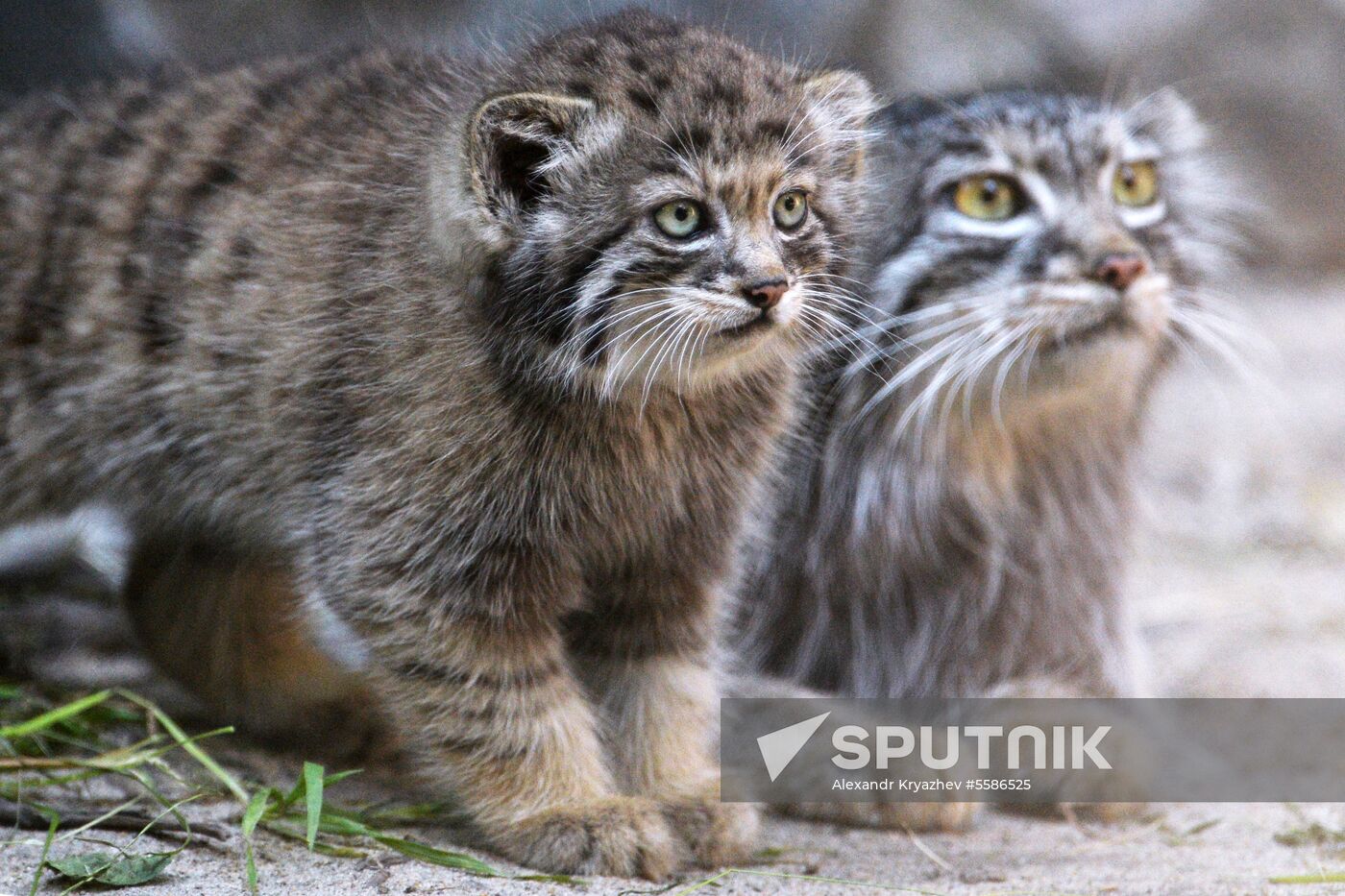 Pallas' cat kitten at Novosibirsk Zoo