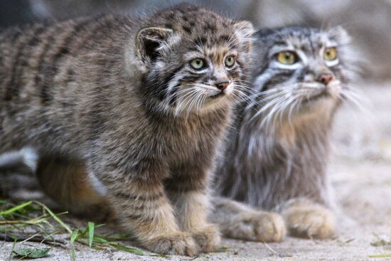 Pallas' cat kitten at Novosibirsk Zoo