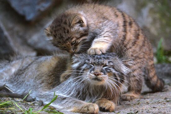 Pallas' cat kitten at Novosibirsk Zoo