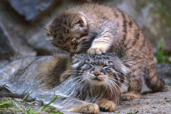 Pallas' cat kitten at Novosibirsk Zoo