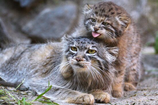 Pallas' cat kitten at Novosibirsk Zoo