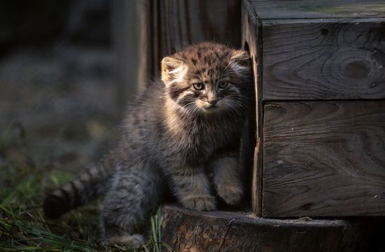 Pallas' cat kitten at Novosibirsk Zoo