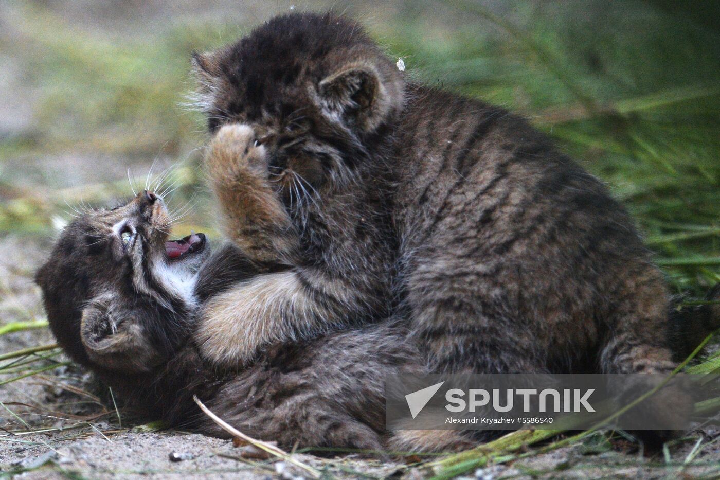 Pallas' cat kitten at Novosibirsk Zoo