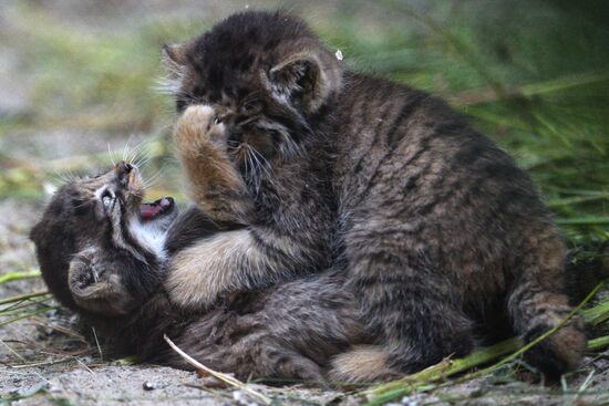 Pallas' cat kitten at Novosibirsk Zoo