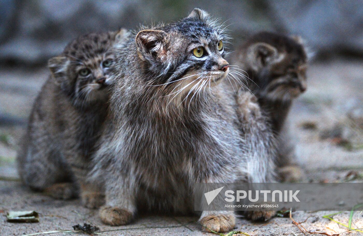 Pallas' cat kitten at Novosibirsk Zoo