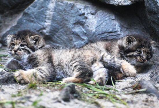 Pallas' cat kitten at Novosibirsk Zoo