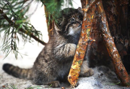 Pallas' cat kitten at Novosibirsk Zoo