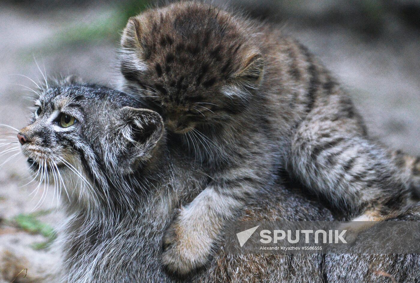 Pallas' cat kitten at Novosibirsk Zoo