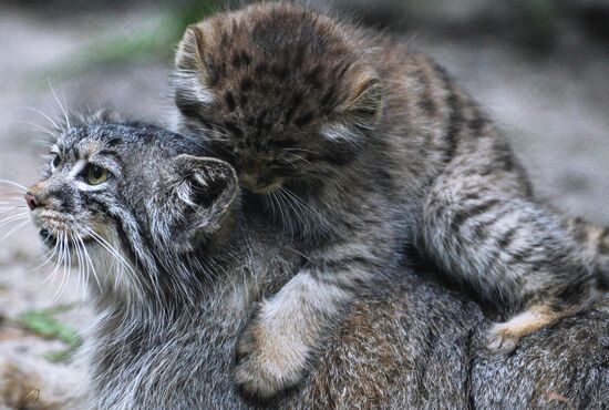 Pallas' cat kitten at Novosibirsk Zoo