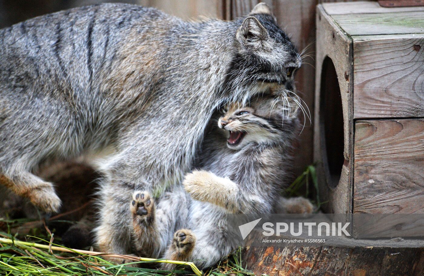 Pallas' cat kitten at Novosibirsk Zoo