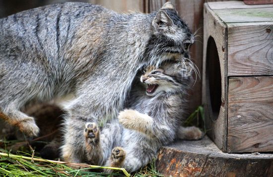 Pallas' cat kitten at Novosibirsk Zoo