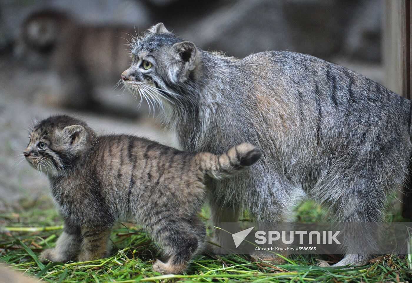 Pallas' cat kitten at Novosibirsk Zoo