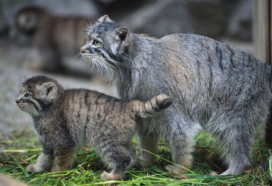 Pallas' cat kitten at Novosibirsk Zoo