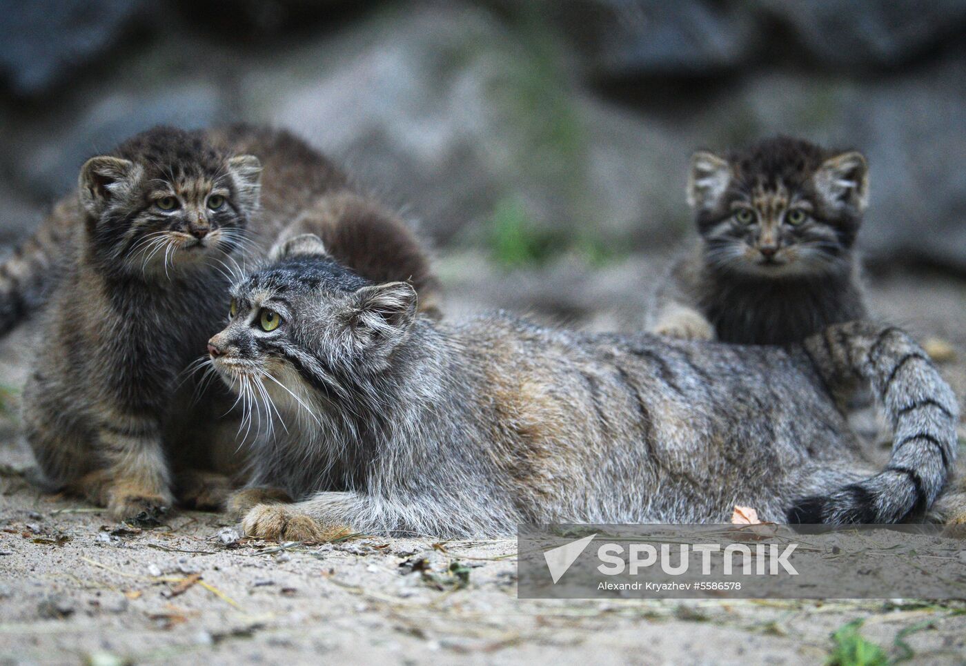 Pallas' cat kitten at Novosibirsk Zoo