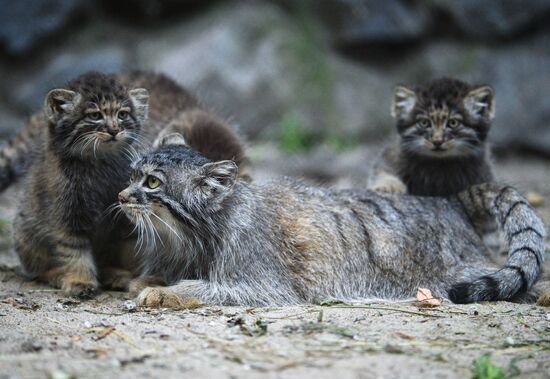 Pallas' cat kitten at Novosibirsk Zoo