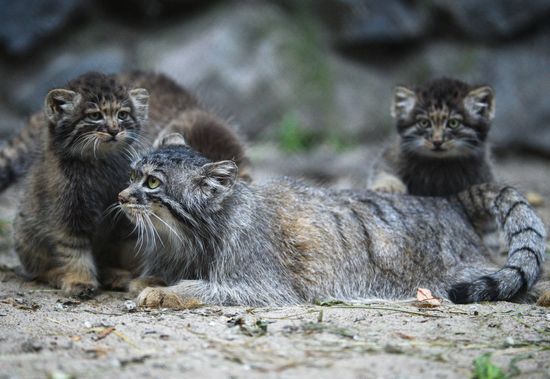 Pallas' cat kitten at Novosibirsk Zoo