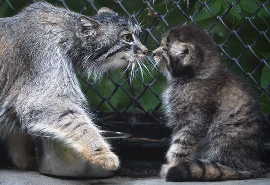 Pallas' cat kitten at Novosibirsk Zoo