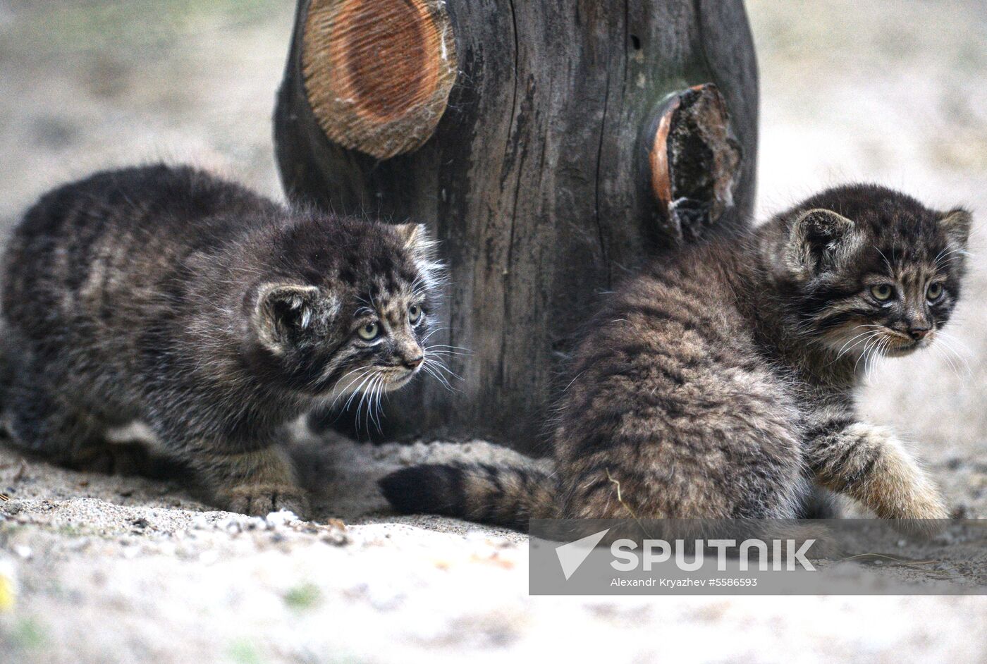 Pallas' cat kitten at Novosibirsk Zoo