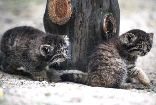 Pallas' cat kitten at Novosibirsk Zoo