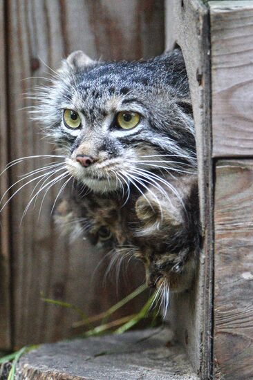 Pallas' cat kitten at Novosibirsk Zoo