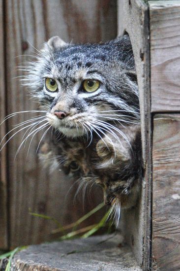 Pallas' cat kitten at Novosibirsk Zoo