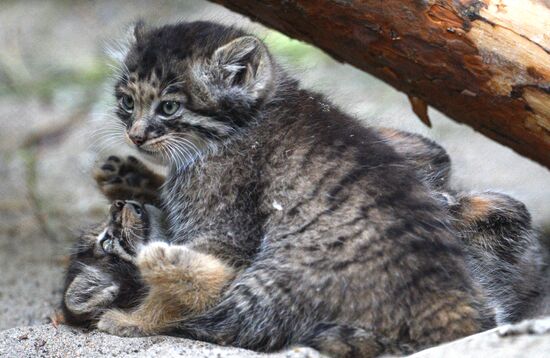 Pallas' cat kitten at Novosibirsk Zoo