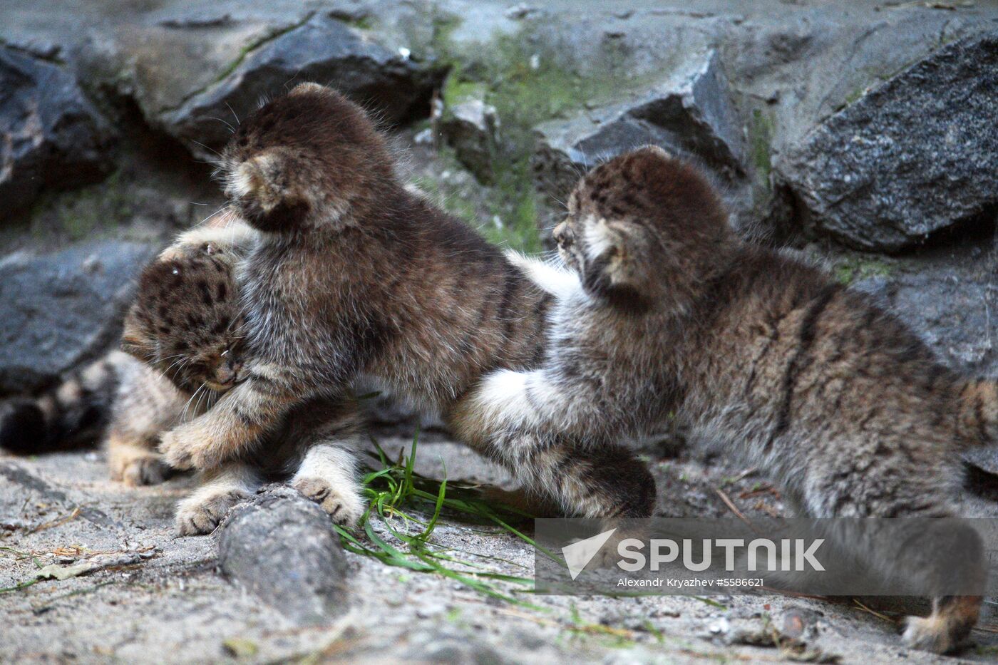 Pallas' cat kitten at Novosibirsk Zoo