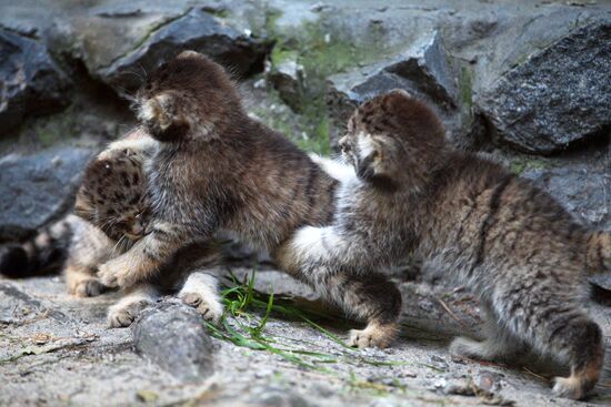 Pallas' cat kitten at Novosibirsk Zoo