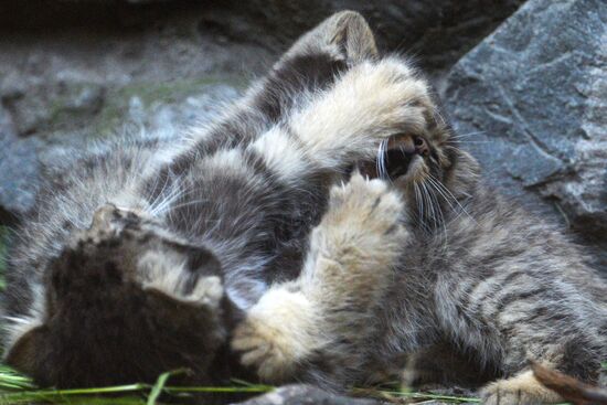 Pallas' cat kitten at Novosibirsk Zoo