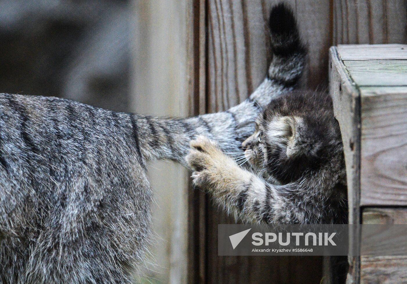 Pallas' cat kitten at Novosibirsk Zoo
