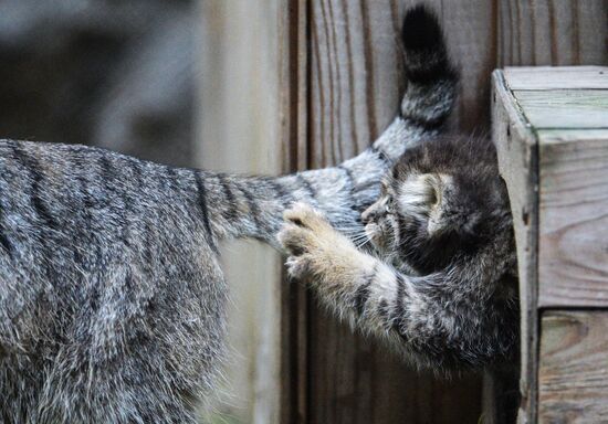 Pallas' cat kitten at Novosibirsk Zoo