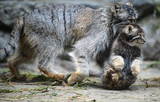 Pallas' cat kitten at Novosibirsk Zoo