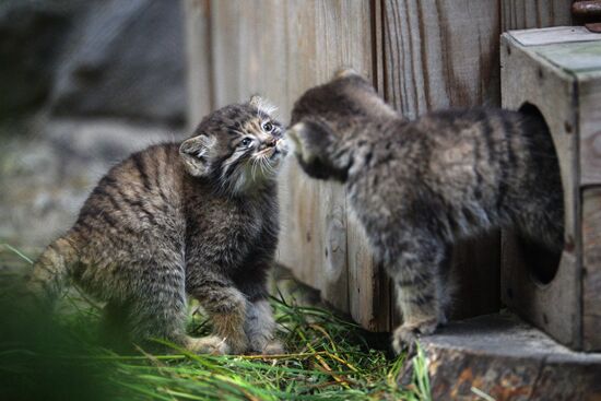 Pallas' cat kitten at Novosibirsk Zoo