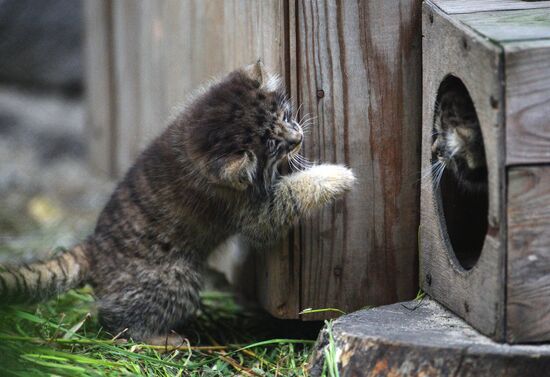 Pallas' cat kitten at Novosibirsk Zoo