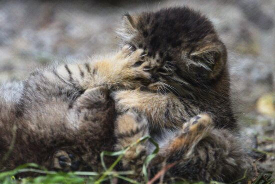 Pallas' cat kitten at Novosibirsk Zoo