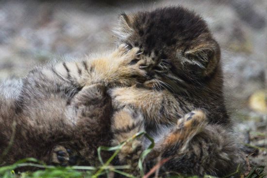 Pallas' cat kitten at Novosibirsk Zoo