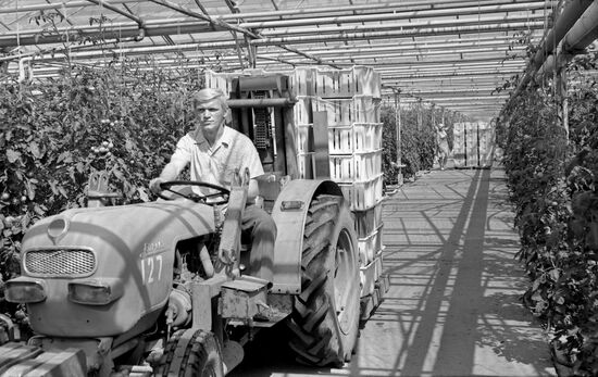 Greenhouse facility on the Leninsky Luch collective farm