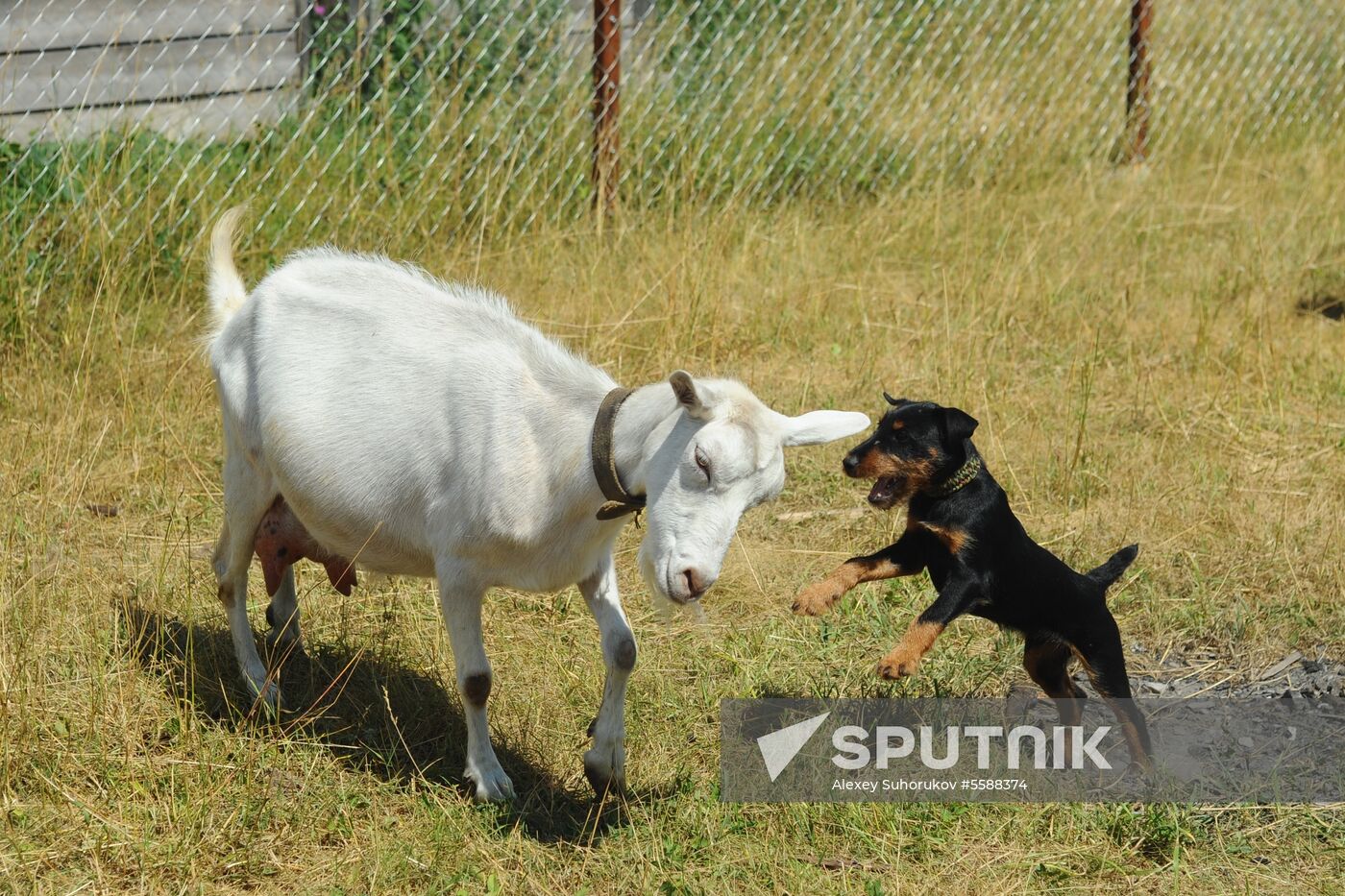 A farm in Tambov Region