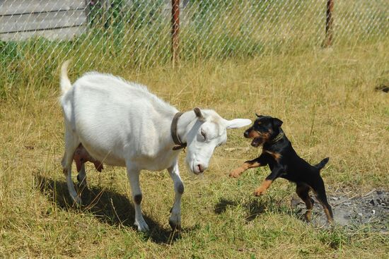 A farm in Tambov Region