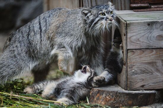 Pallas' cat kitten at Novosibirsk Zoo
