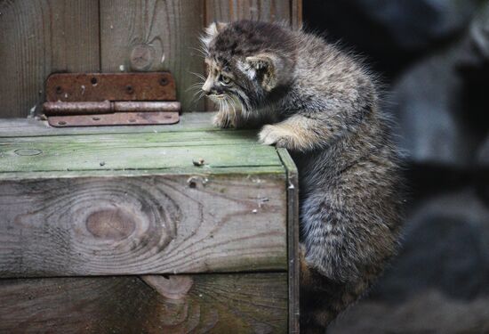 Pallas' cat kitten at Novosibirsk Zoo