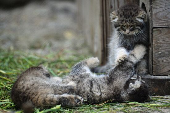 Pallas' cat kitten at Novosibirsk Zoo