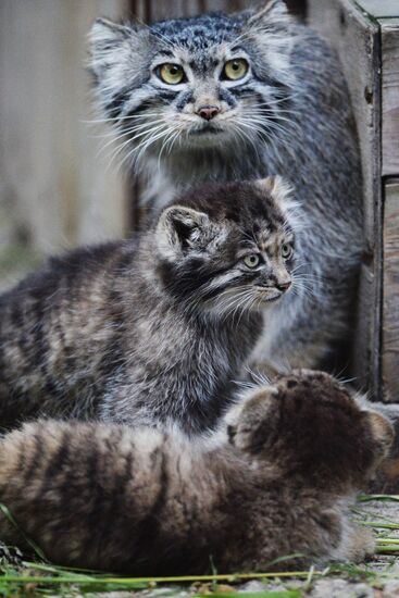 Pallas' cat kitten at Novosibirsk Zoo