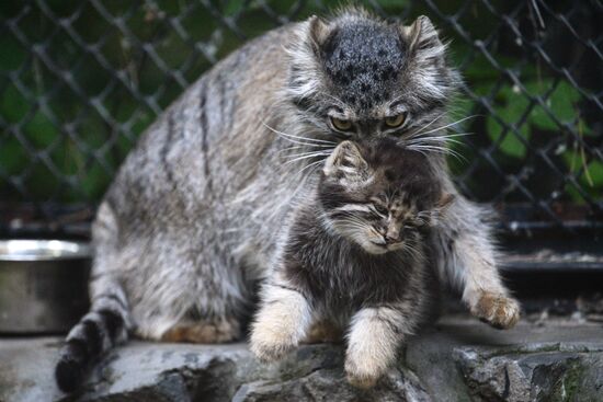 Pallas' cat kitten at Novosibirsk Zoo