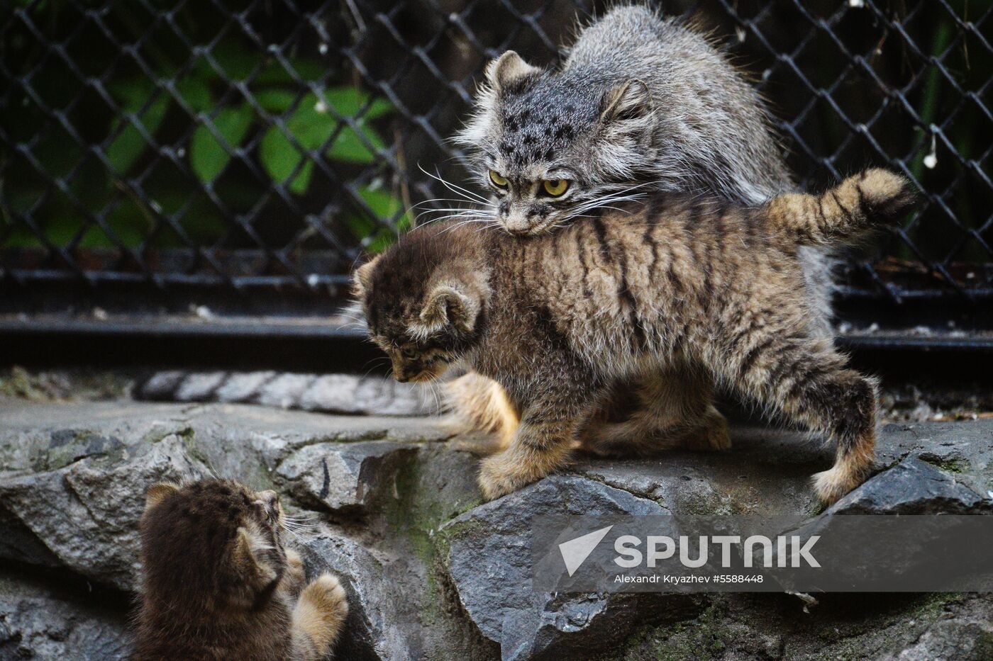 Pallas' cat kitten at Novosibirsk Zoo
