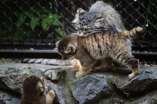 Pallas' cat kitten at Novosibirsk Zoo