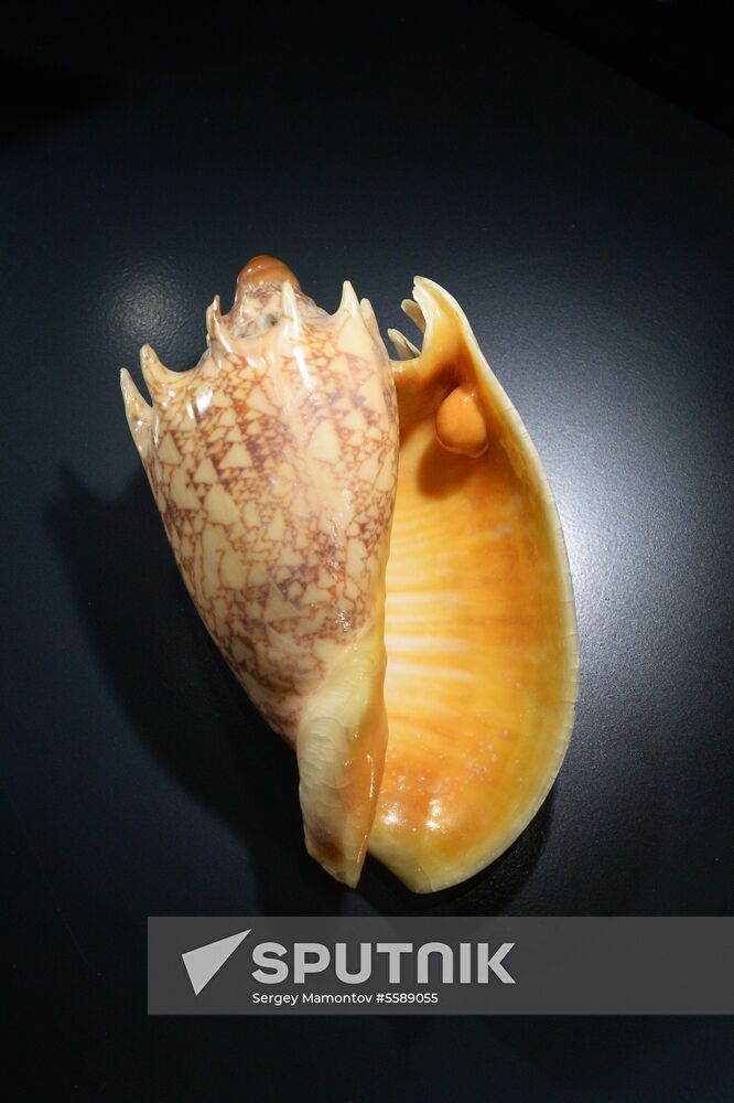 Pearls, Treasures from the Seas and the Rivers exhibition at State Historical Museum