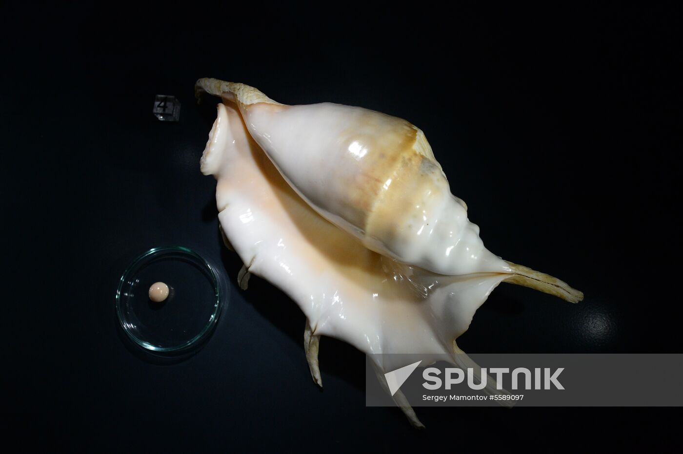 Pearls, Treasures from the Seas and the Rivers exhibition at State Historical Museum