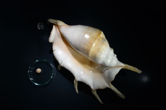 Pearls, Treasures from the Seas and the Rivers exhibition at State Historical Museum